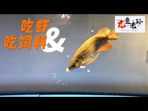 龍魚飼料推薦|[問題] 龍魚的飼料選用